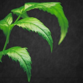 Neemlehti, jauhe - 20 g