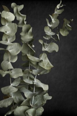 Eukalyptus, kuivattu lehti-rouhe - 20 g